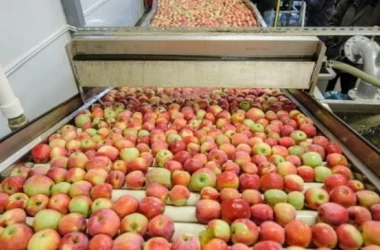 Cîte mere au fost procesate la fabricile de conserve din Moldova