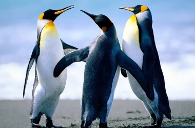 Таяние ледников может привести к полному исчезновению императорских пингвинов