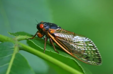 Miliarde de cicade urmează să apară în SUA