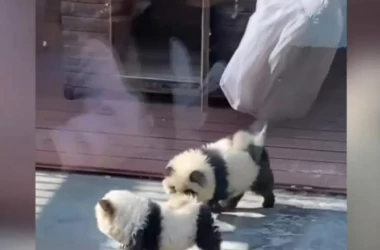 O grădină zoologică din China a transformat cățelușii în urși panda