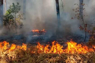 În Polonia, pompierii luptă cu un incendiu masiv