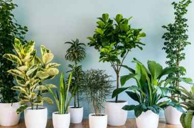 Plantele care atrag banii în casă