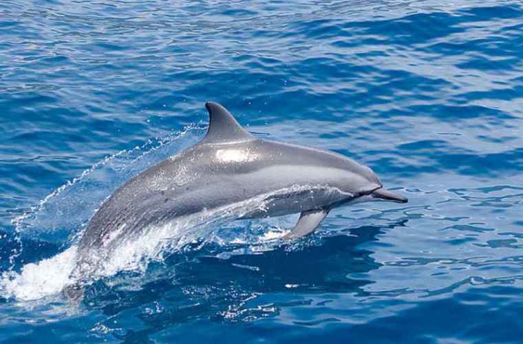 În întreaga lume au loc proteste împotriva captivității delfinilor