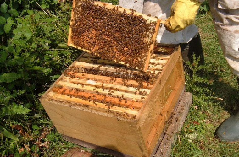Ororile apiculturii industriale (VIDEO)