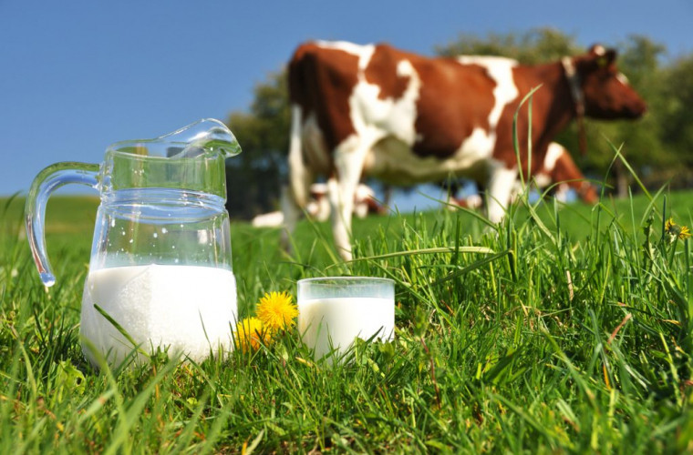 Laptele crud poate fi periculos pentru sănătate