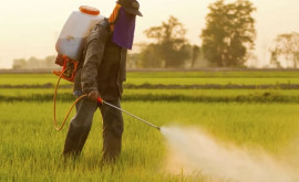 Expunerea la pesticide chiar și acasă asociată cu tumorile cerebrale la copii
