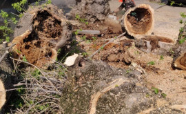 Agenții economici care taie copacii vor fi pedepsiți