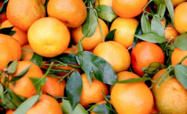 В Бразилии ожидается худший урожай апельсинов за последние три десятилетия