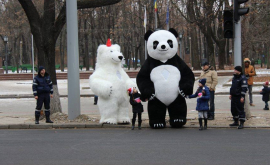 Необычно Два медведя вместо полицейских на пешеходном переходе в Кишиневе ФОТО