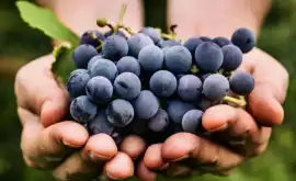 Молдова в TOP3 мировых экспортеров винограда на душу населения