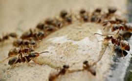 Пустынные муравьи оказались одними из самых быстрых животных в мире Они бегают со скоростью 660 кмчас