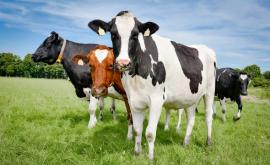 Cipul antiradiații din balegă de vacă pentru telefoane a fost lansat în India