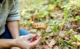 Число случаев отравления грибами увеличивается
