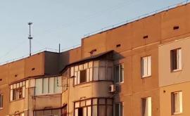 Житель Рышкановки выгуливает собаку на крыше многоэтажки ВИДЕО