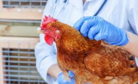 В Японии уничтожат 330 тысяч кур изза вспышки птичьего гриппа