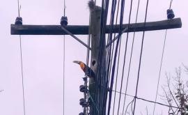Электрик интересным способом спас гнездо тукана
