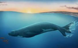 O nouă specie de focă a cărei existenţă a fost confirmată în emisfera sudică rescrie istoria acestor animalestudiu