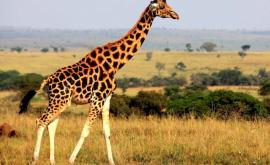 В Кении за жирафом следят при помощи GPS