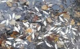 В озере города Единцы произошел массовый мор рыбы Кто виноват в экологической катастрофе