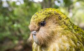 Совиный попугай стал птицей года в Новой Зеландии