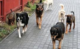 Комаровский объяснил родителям как вести себя при встрече с бездомными собаками
