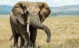 В Индии спасли слона упавшего в колодец ВИДЕО
