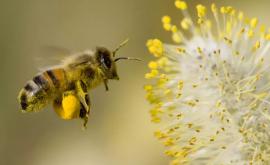 Polenul de albine medicamentul înţeleptului
