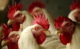 În două regiuni din Japonia au fost înregistrate focare de gripă aviară