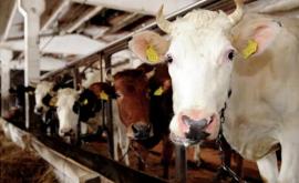 Numărul animalelor producţia de carne şi lapte în scădere