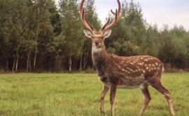 В Чехии олень отнял у охотника ружье и исчез в лесу