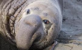 В Чили огромный морской слон забрел на улицы прибрежного города
