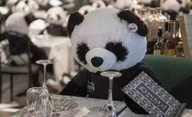  Protestul unui proprietar de restaurant Urşi panda de pluş în loc de vizitatori