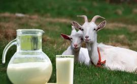 Ce tratezi cu lapte de capră