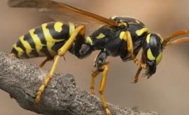 Studiu O singură viespe poate provoca prăbușirea unui avion
