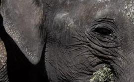 Cel mai singuratic elefant din lume a fost salvat cu ajutorul lui Cher