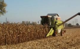 Объявлен прием заявок от фермеров на компенсацию за посевы кукурузы