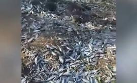 На берегу озера Манта обнаружены сотни мертвых рыб