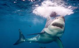 Момент нападения акулы на туристку в Египте попал на видео