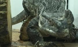 В Германии в аэропорту обнаружили контрабанду редких рептилий