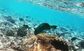 Marea Barieră de Corali din Australia în stare critică