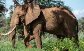 Намибия выставит на аукцион 170 диких слонов