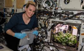 Un astronaut NASA a cultivat prima recoltă de ridichi din Spațiu 