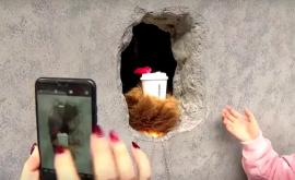 Медвежья лапа продаёт кофе через отверстие в стене