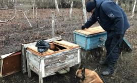 Служебная собака обнаружила психотропные вещества в пчелином улье