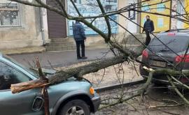 Un copac sa prăbușit în centrul capitalei Cel puțin două mașini au fost avariate