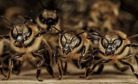 Fotograful Ingo Arndt a fotografiat lupta între albine și o viespe
