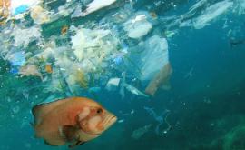 Au fost numite sursele neașteptate de poluare a oceanului cu plastic 