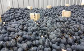 В Молдове снижаются цены на столовый виноград
