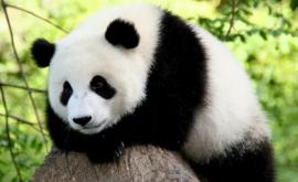 Самая старая в мире панда умерла в Китае