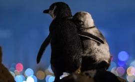 Пара овдовевших пингвинов любуется закатом
